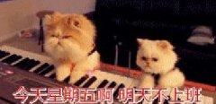 两只猫咪弹钢琴：今天星期五啊，明天不上班