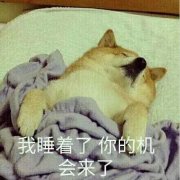 柴狗单身狗：我睡着了，你的机会来了(点击浏览下一张趣图)