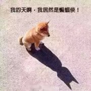 狗狗看着自己的影子：我的天啊，我居然是蝙蝠侠！