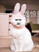 猫咪戴兔耳朵：吃惊(点击浏览下一张趣图)