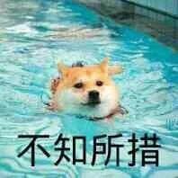 柴狗在水里：不知所措(2)(点击浏览下一张趣图)