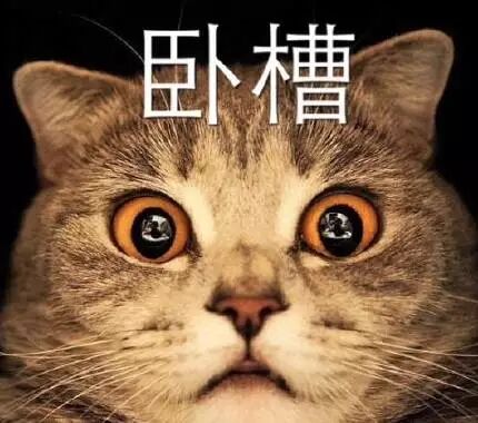 猫咪瞪大眼睛吃惊：卧槽(2)(点击浏览下一张趣图)