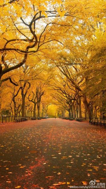 秋天的图片，秋季唯美意境图片大全(点击浏览下一张趣图)