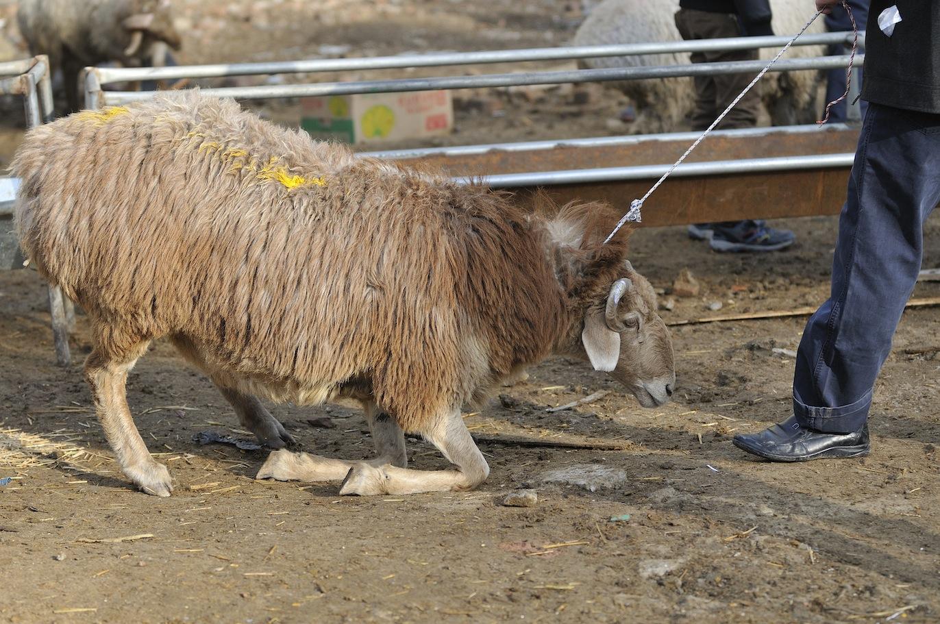 古尔邦节宰羊图片(点击浏览下一张趣图)