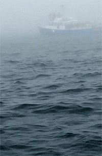 鲸鱼跃出海面动态图片(点击浏览下一张趣图)