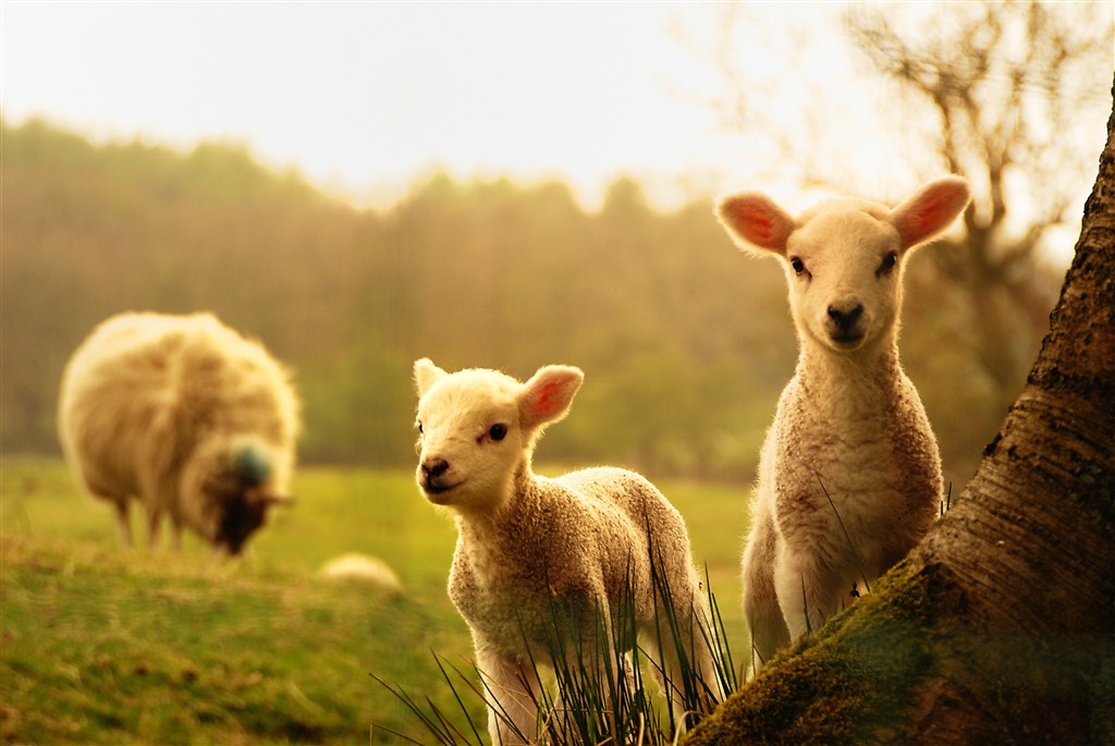 可爱的小绵羊图片(点击浏览下一张趣图)