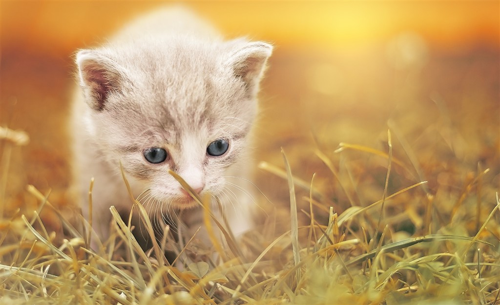 蓝色眼睛小猫咪可爱图片(点击浏览下一张趣图)