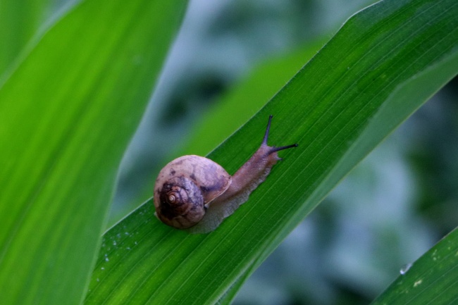 小蜗牛在叶子上面高清图片(点击浏览下一张趣图)