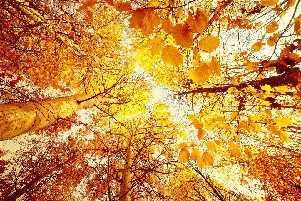 树木秋天变黄天空图片(点击浏览下一张趣图)