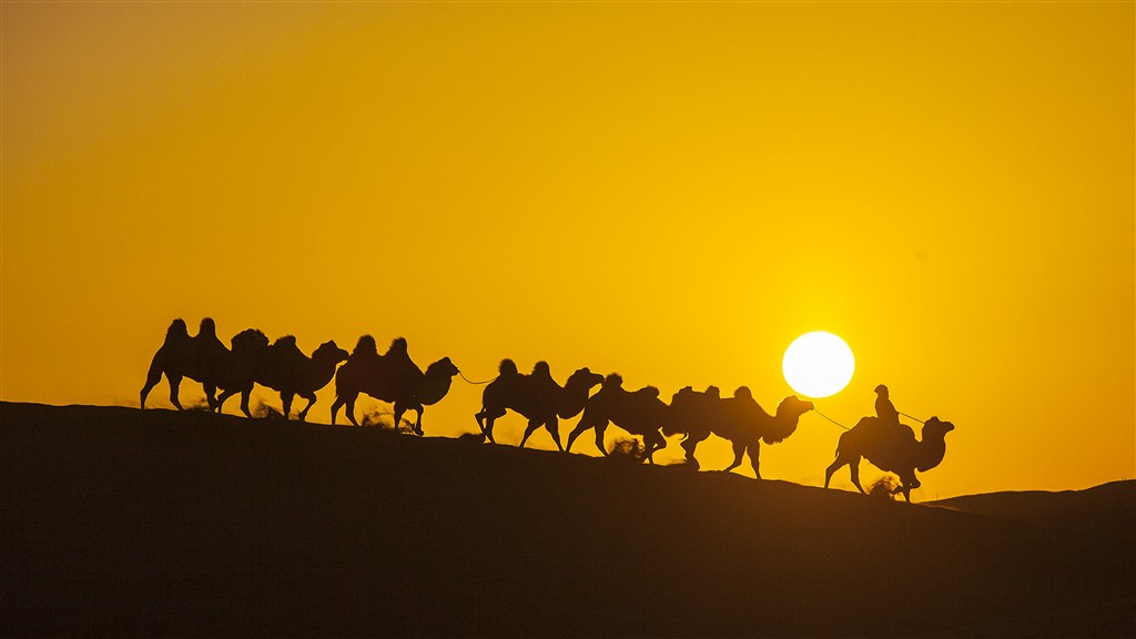 大漠落日赶骆驼人图片(点击浏览下一张趣图)