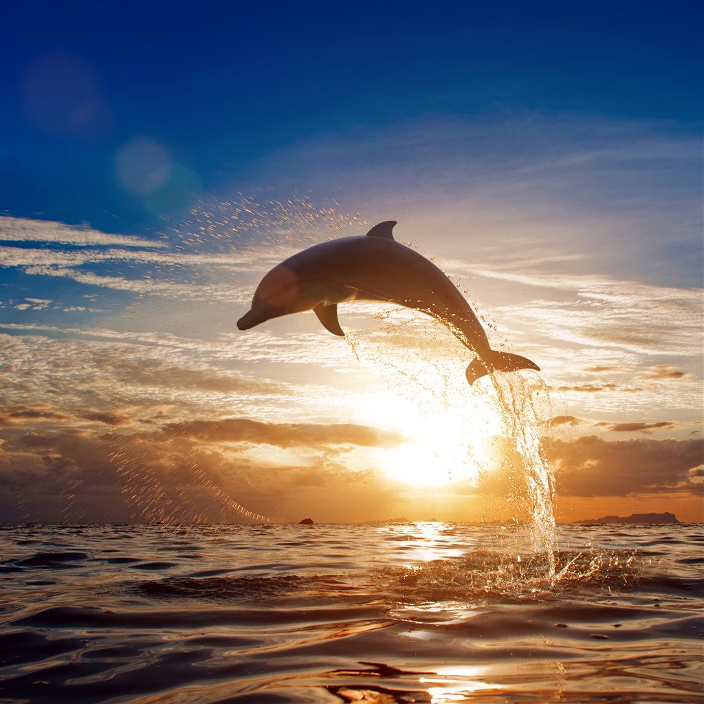 黄昏落日海豚越出海面图片(点击浏览下一张趣图)