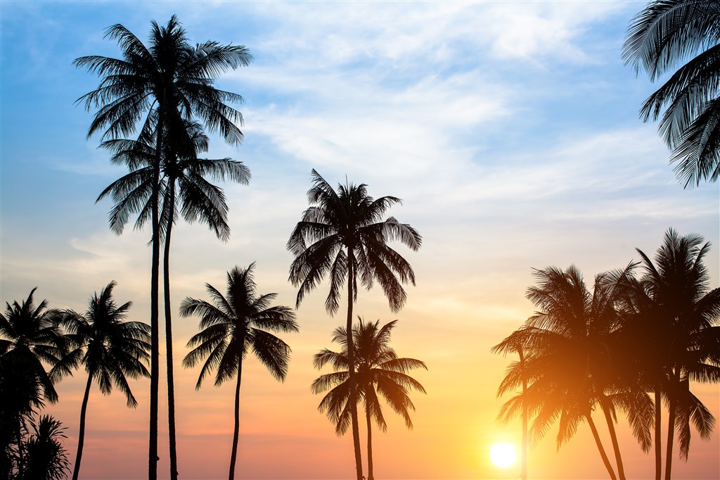 落日下的椰子树高清图(点击浏览下一张趣图)