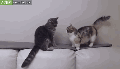 两只小猫打架：好好说话别装逼(点击浏览下一张趣图)