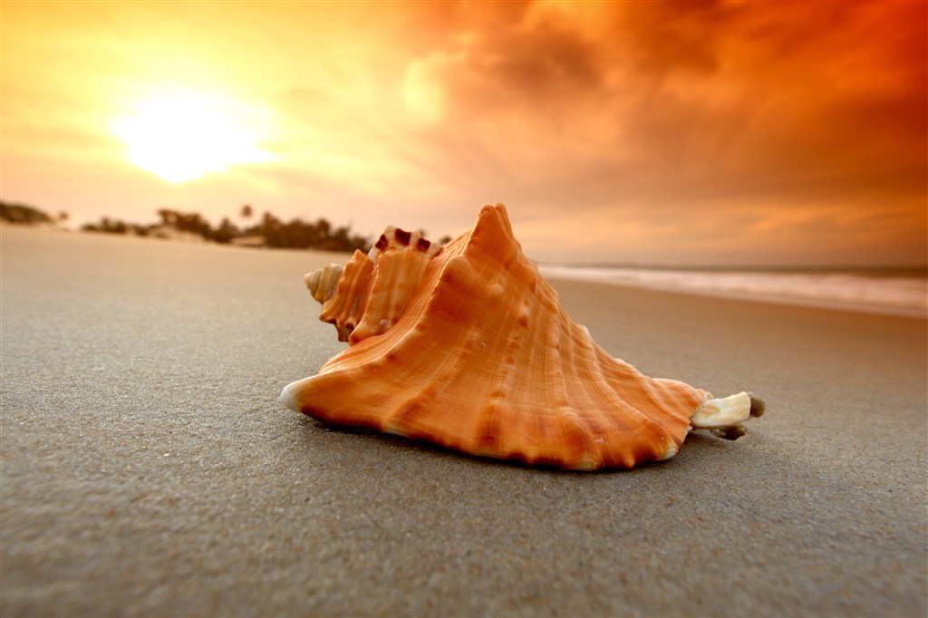 沙滩上的一个海螺唯美图片(点击浏览下一张趣图)