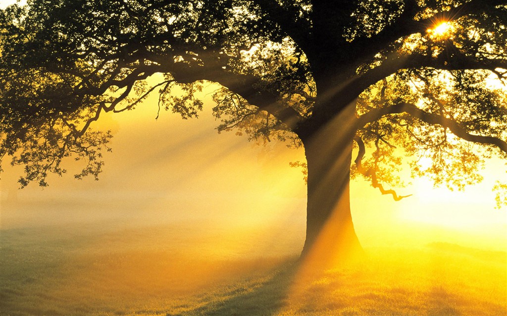 阳光透过大树早晨唯美图片(点击浏览下一张趣图)