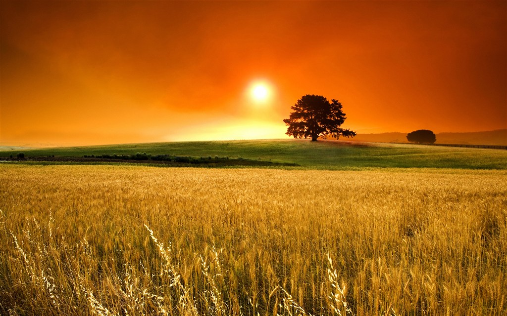 落日下的大树麦田图片(点击浏览下一张趣图)