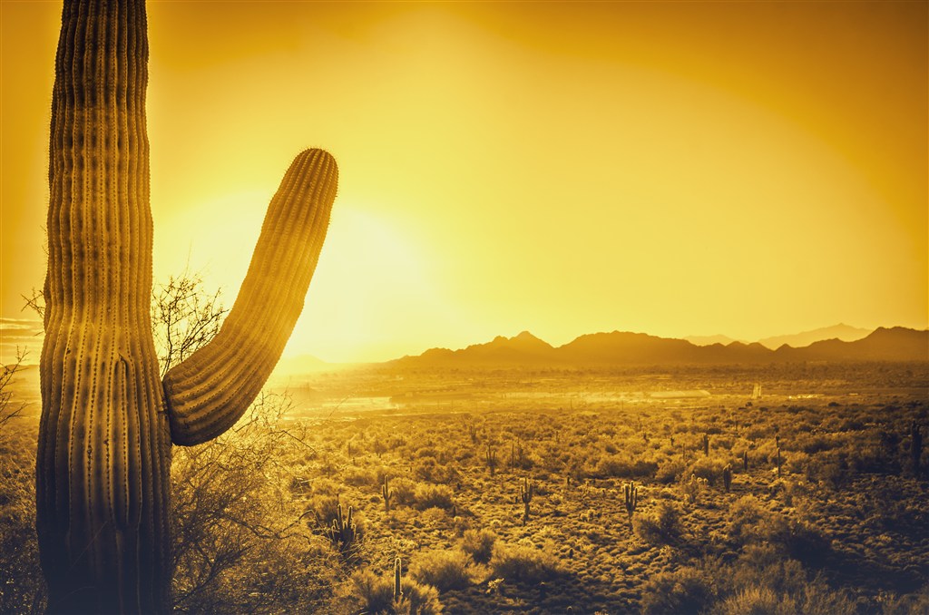沙漠中高大的仙人掌图片(点击浏览下一张趣图)