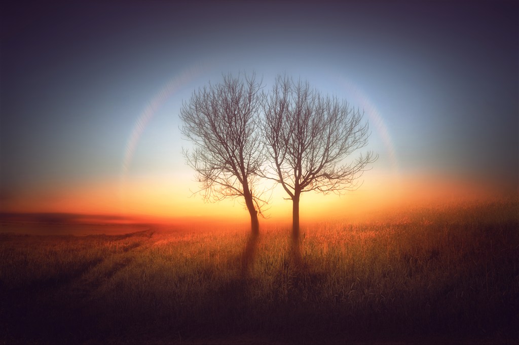 彩虹围绕的两颗树唯美意境图片(点击浏览下一张趣图)