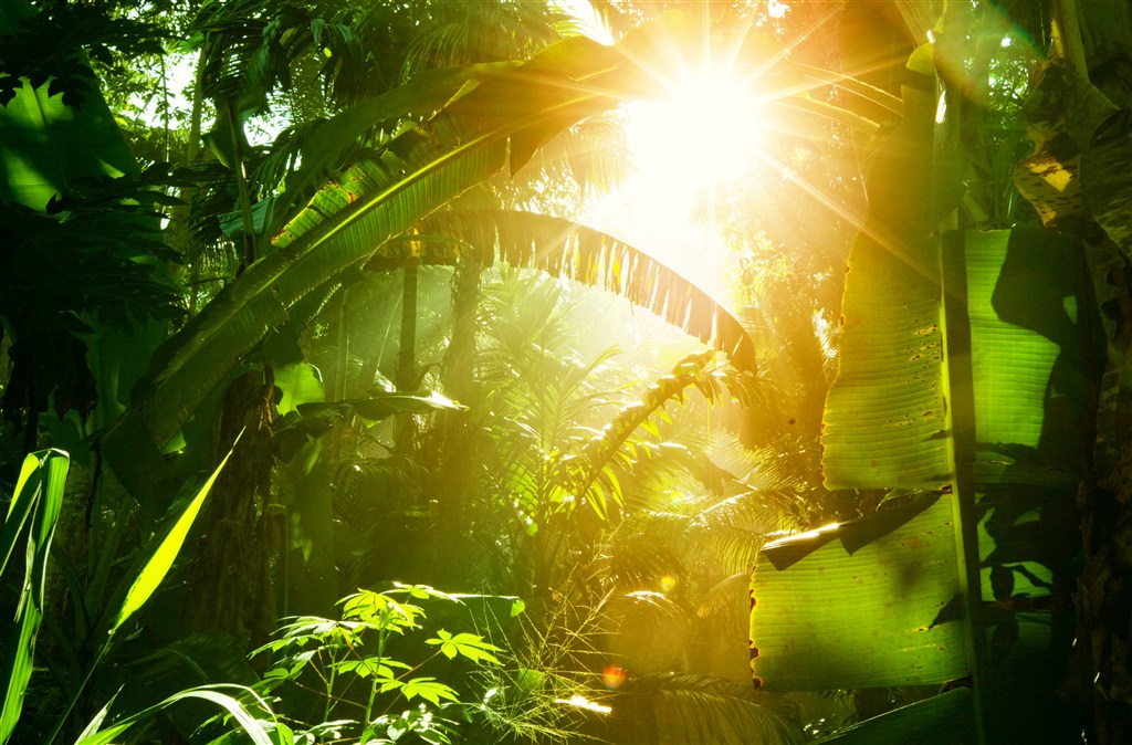 绿色茂密的热带丛林图片(点击浏览下一张趣图)