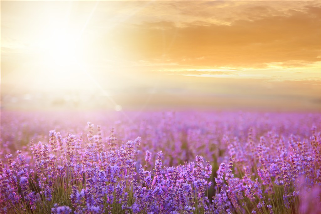 阳光下唯美的紫色薰衣草图片(点击浏览下一张趣图)