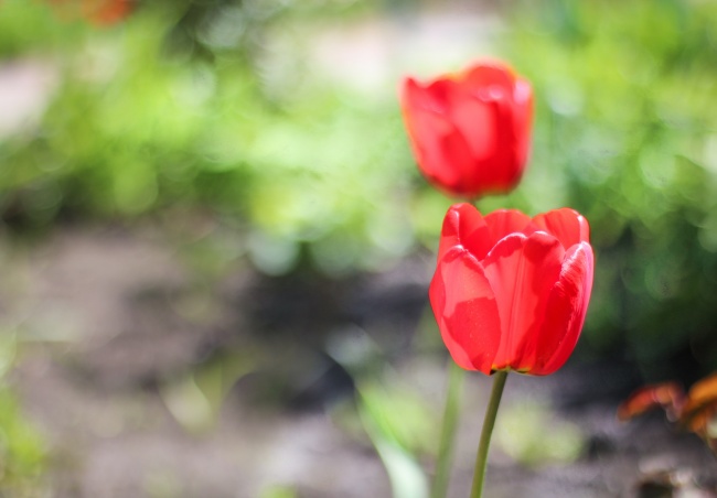 两朵红色的郁金香高清近景图片(点击浏览下一张趣图)