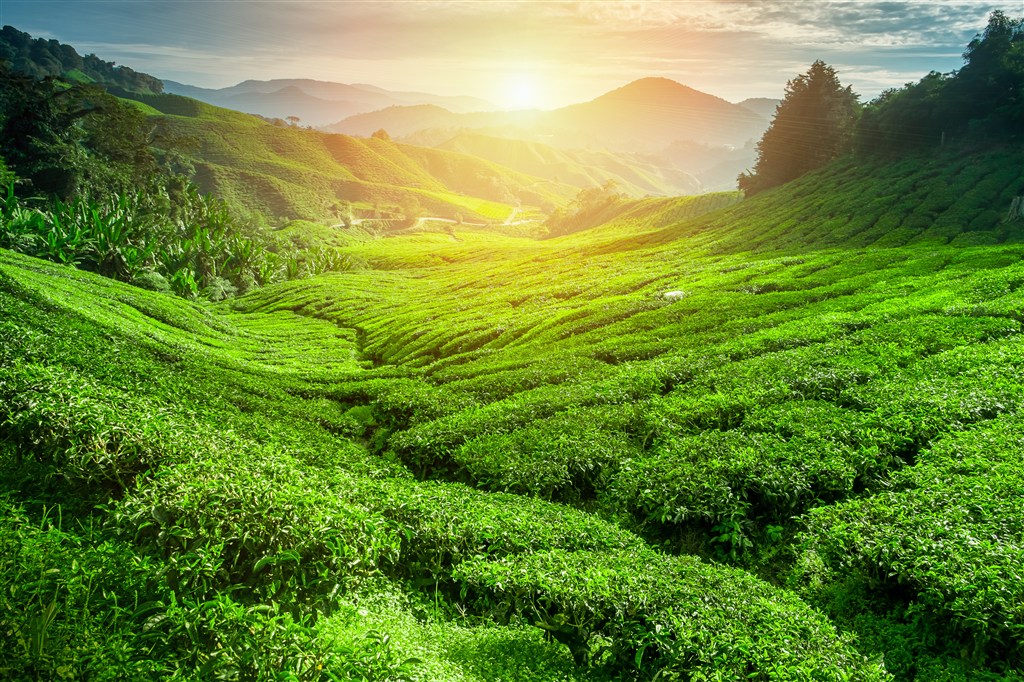 满山遍野绿色植被覆盖山脉图片