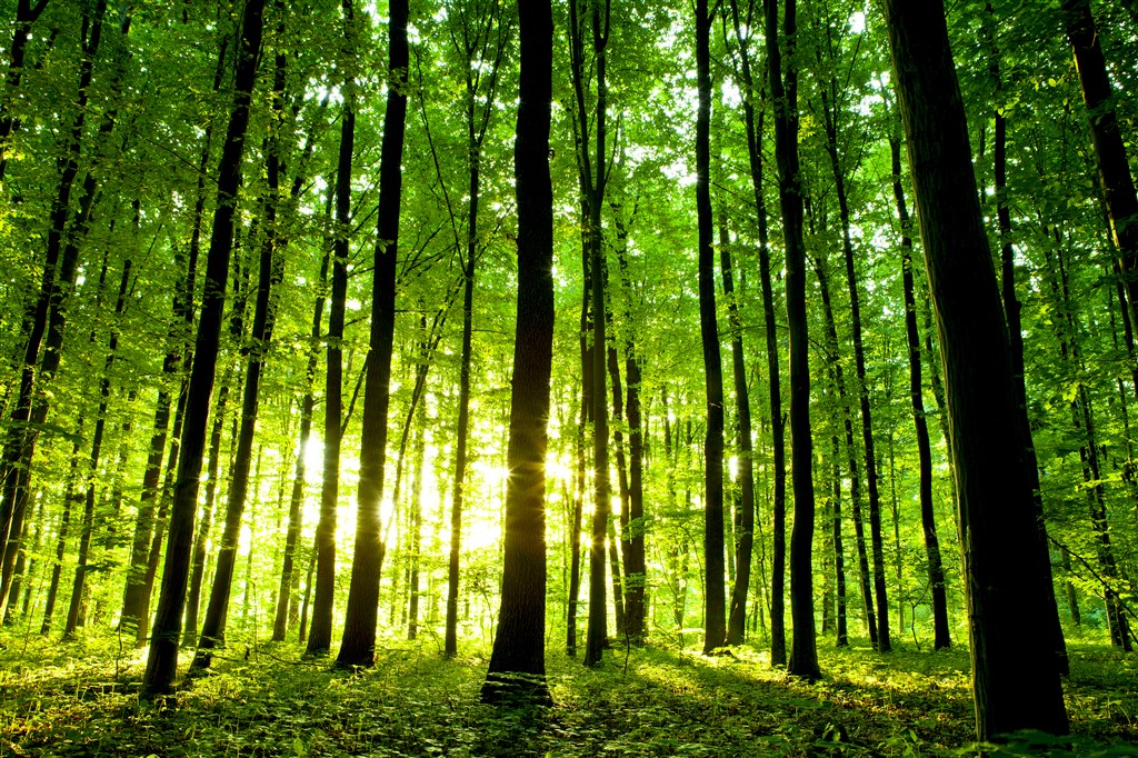 充满绿色的阳光树林图片(点击浏览下一张趣图)