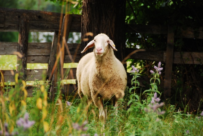 绿荫下发呆的山羊图片(点击浏览下一张趣图)