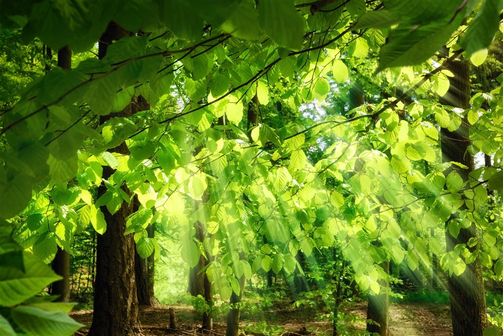 树林树荫阳光穿透图片(点击浏览下一张趣图)