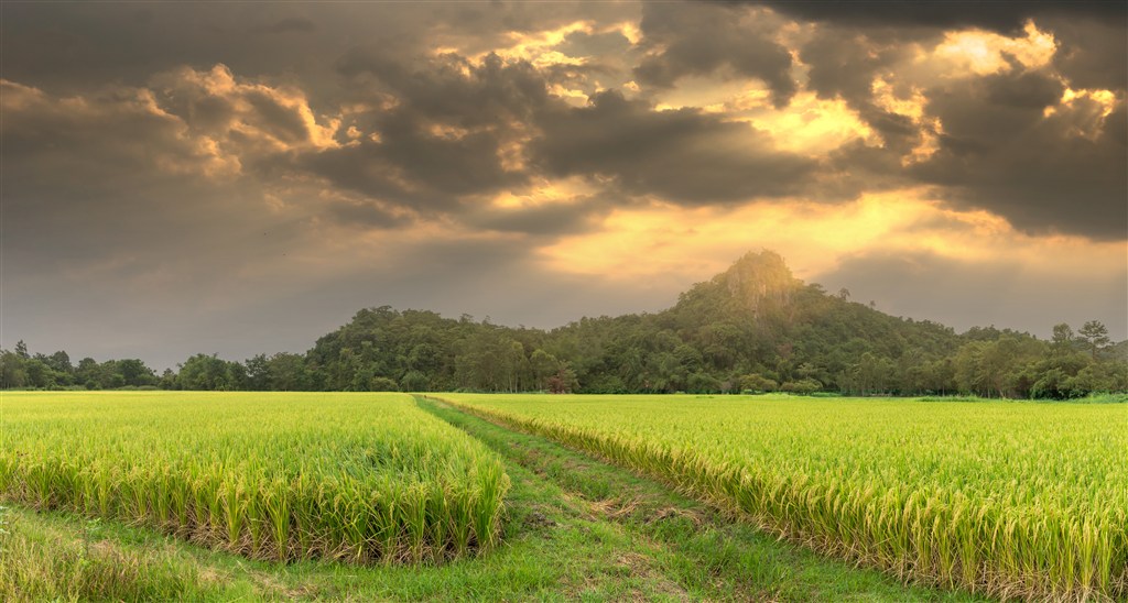 稻田里成长的稻谷图片(点击浏览下一张趣图)