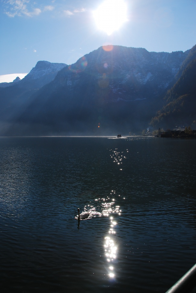 山上湖泊游泳的鹅图片(点击浏览下一张趣图)