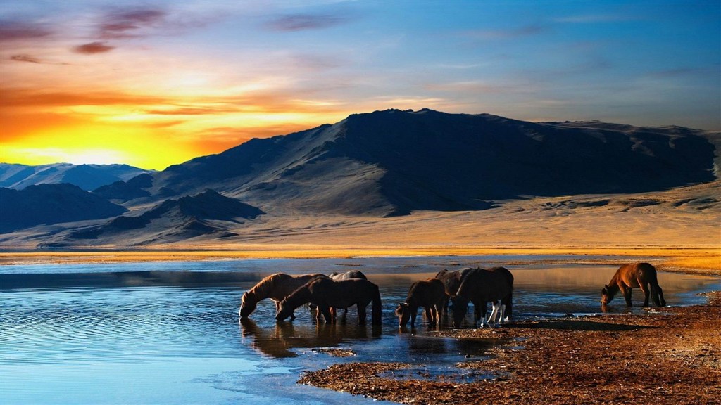 高原草地上喝水的野马群图片