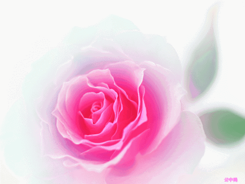 玫瑰花动态图片(点击浏览下一张趣图)
