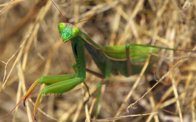草地上的螳螂实景实拍图片(点击浏览下一张趣图)