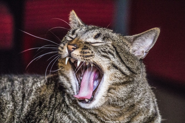 张开大嘴的猫咪图片(点击浏览下一张趣图)
