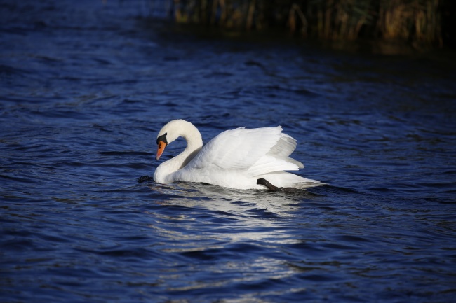 深秋冷水中的白天鹅图片(点击浏览下一张趣图)