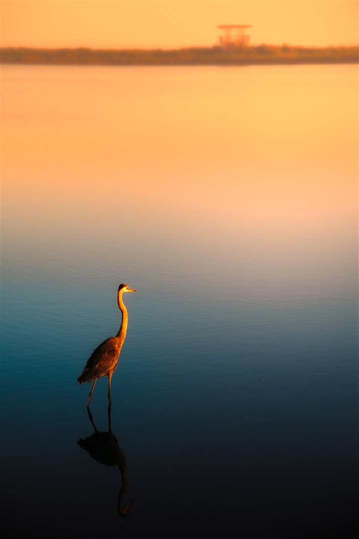 湖面站立的丹顶鹤唯美图片(点击浏览下一张趣图)
