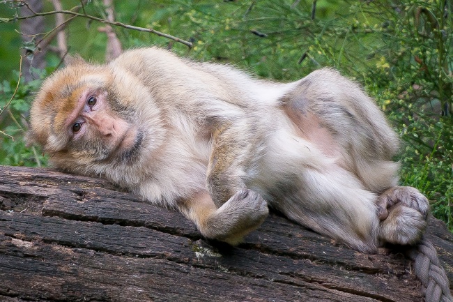 躺着的休闲的猴子图片(点击浏览下一张趣图)