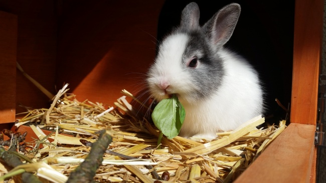 嘴巴吃着菜叶的小兔子可爱图片(点击浏览下一张趣图)