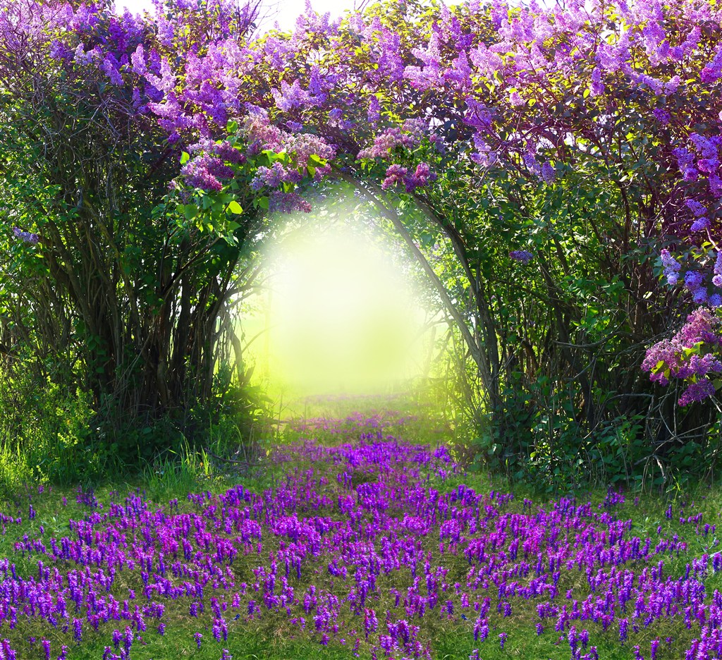 紫色花藤拱形门唯美浪漫图片(点击浏览下一张趣图)