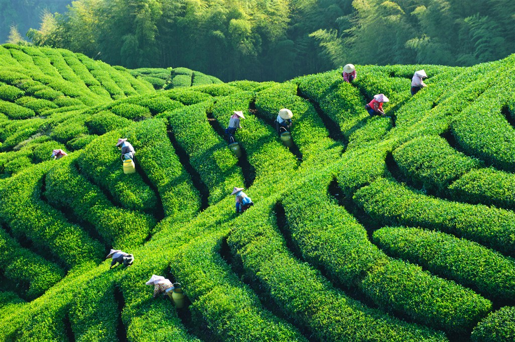 春天绿油油的茶田采茶的茶农们(点击浏览下一张趣图)