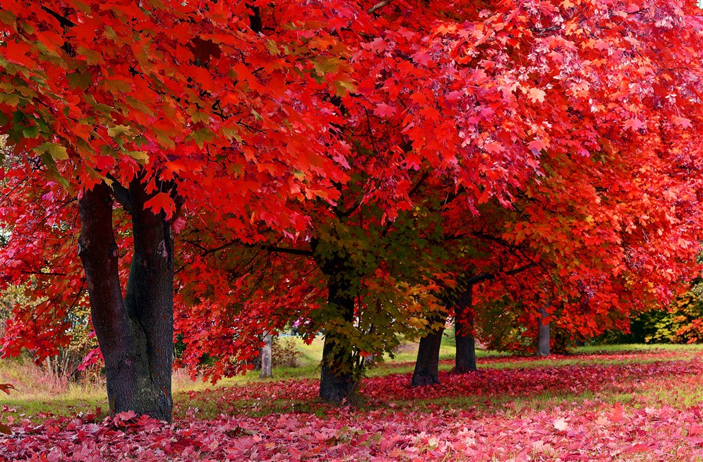 火红的枫树林遍地枫叶(点击浏览下一张趣图)