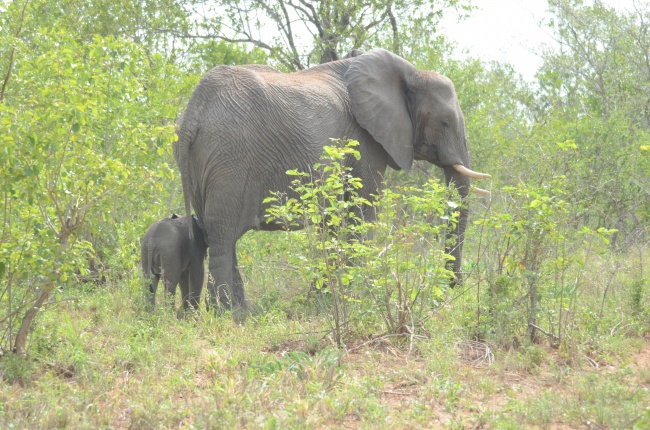 活动中大象母子图片(点击浏览下一张趣图)