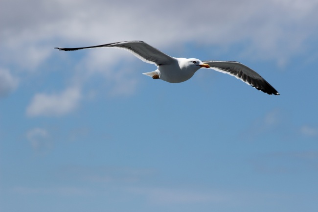 高空中展翅飞翔的海鸥图片(点击浏览下一张趣图)