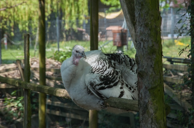 野生动物园内的白色的火鸡图片(点击浏览下一张趣图)