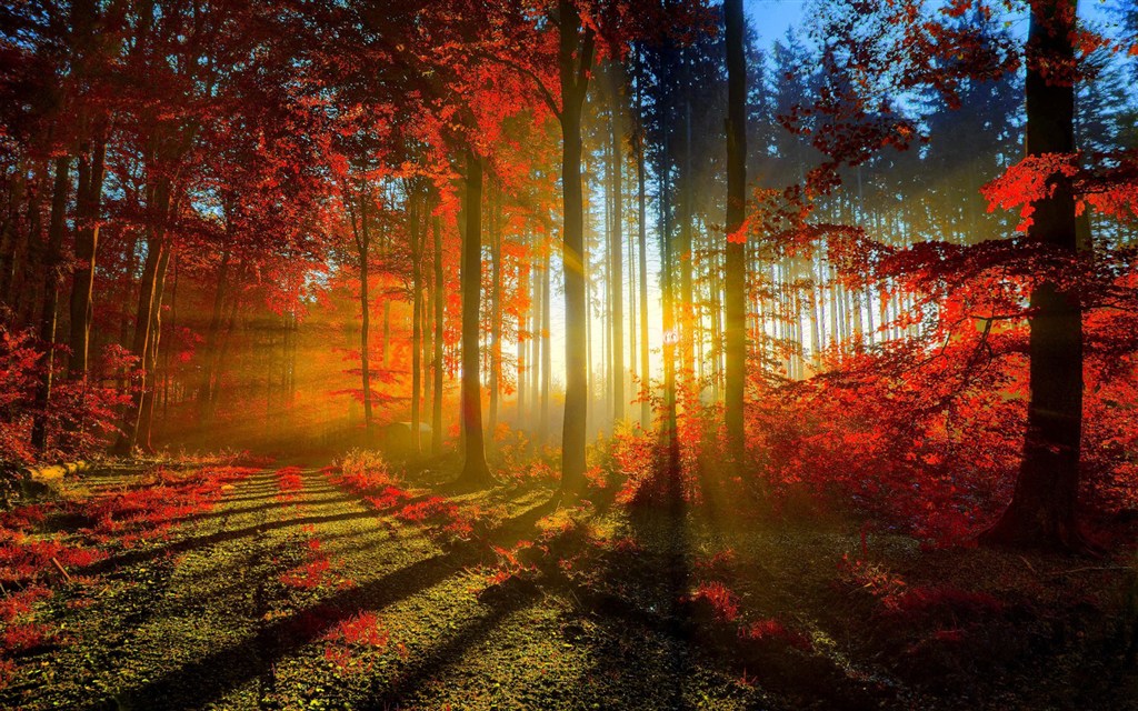 深秋透过红色枫叶林的缕缕阳光(点击浏览下一张趣图)