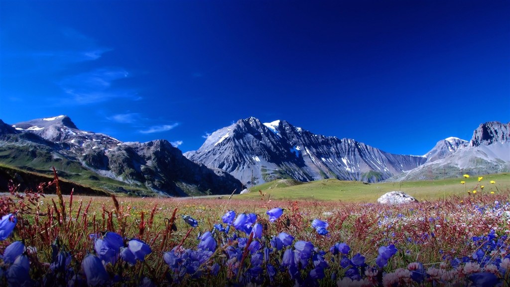 雪山山坡上开满了蓝色鲜花图片(点击浏览下一张趣图)