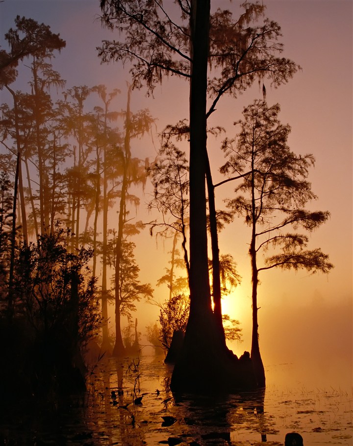 长在水中的灌木丛林黄昏朦胧梦幻落日图片(点击浏览下一张趣图)