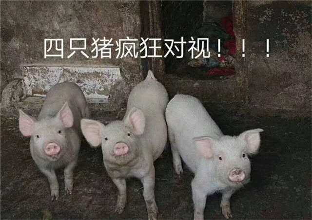 四只猪疯狂对视(点击浏览下一张趣图)