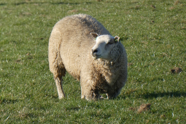 一只在张望的绵羊在草地上(点击浏览下一张趣图)